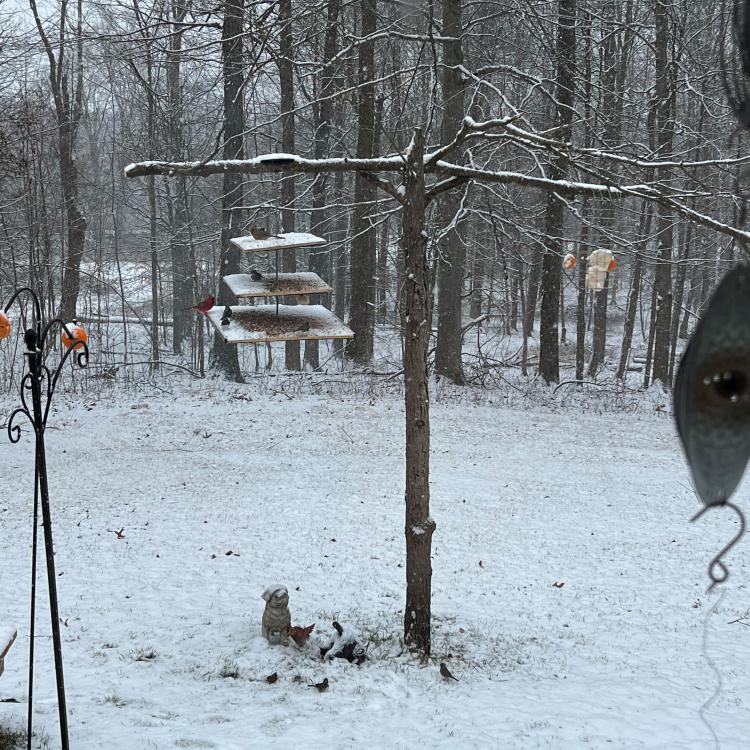 Bird feeder hangs above snowy ground