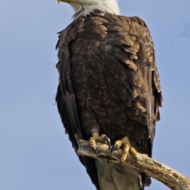 bald eagle perched in a tree