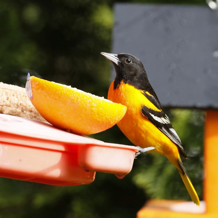 orange and black bird perched next to half a orange