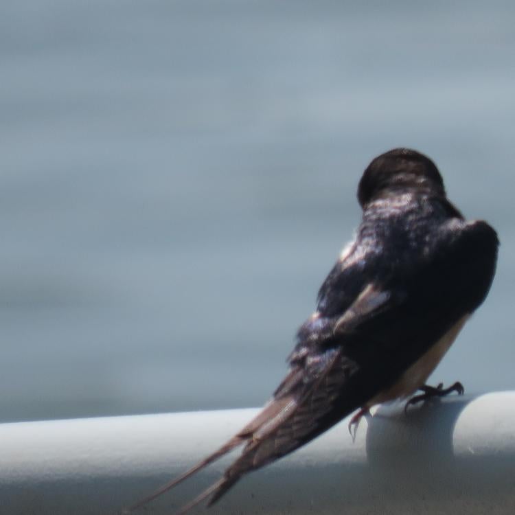 bird on rail by water