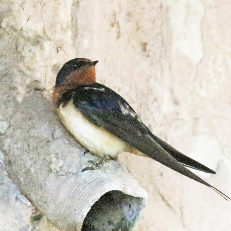 bird with white belly and red throat