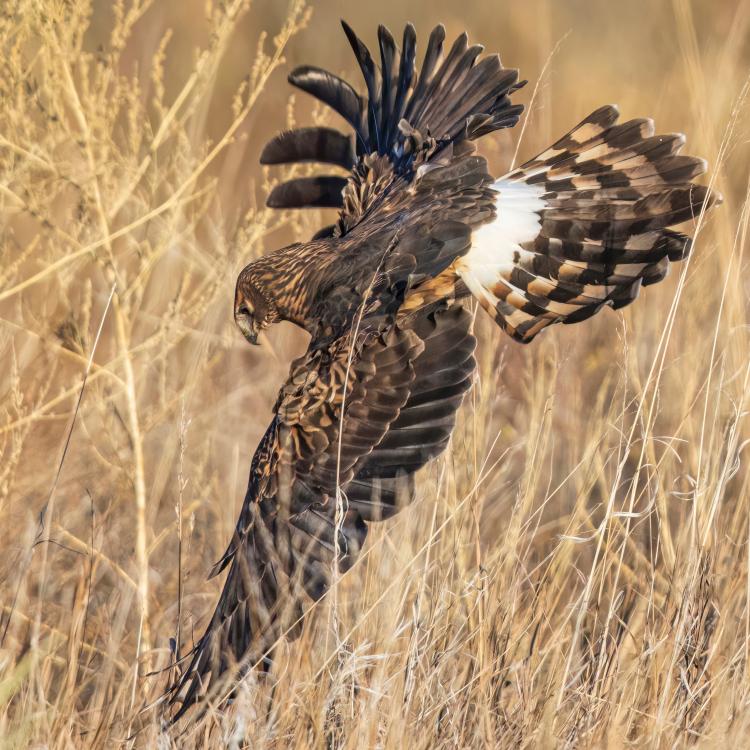 hake diving toward grass