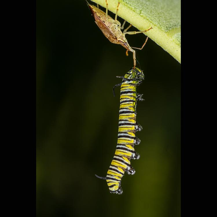 caterpillar hanging from bug hanging from leaf