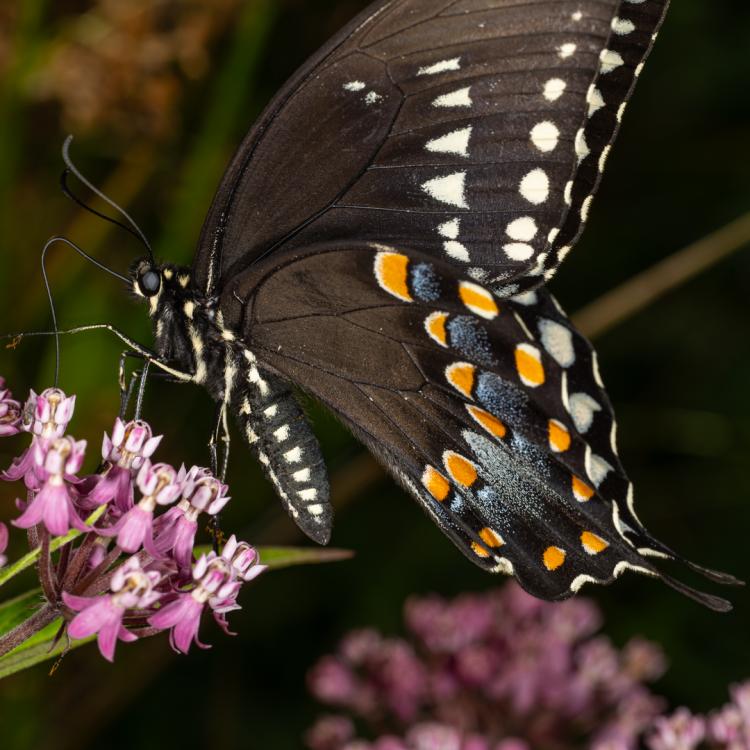 butterfly on flower