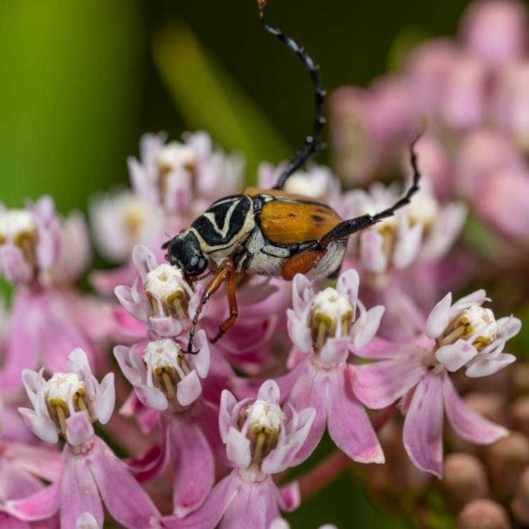 insect on flower