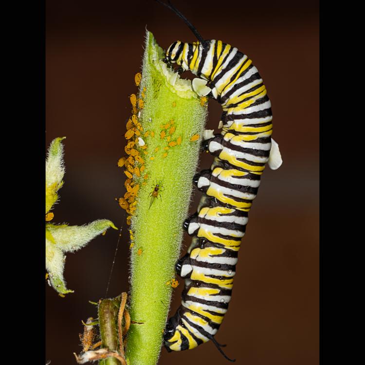 caterpillar eating a leaf