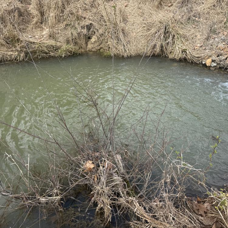 stream with burrow on the bank