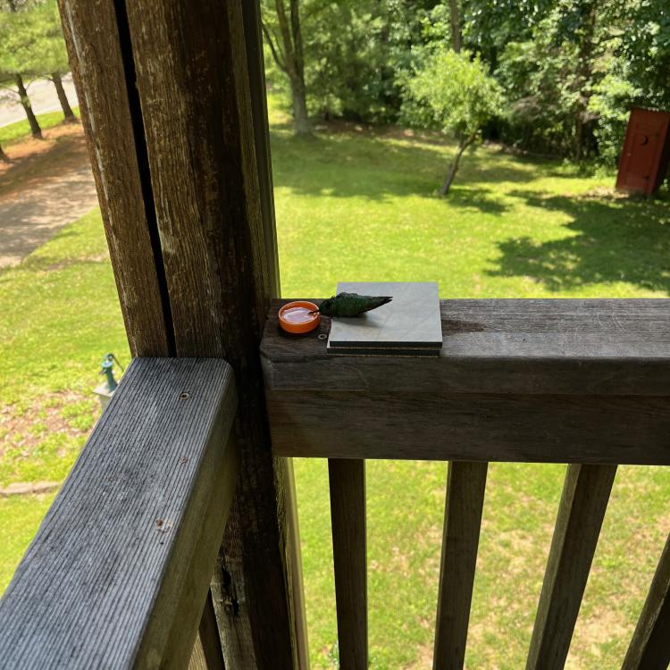 hummingbird on porch railing