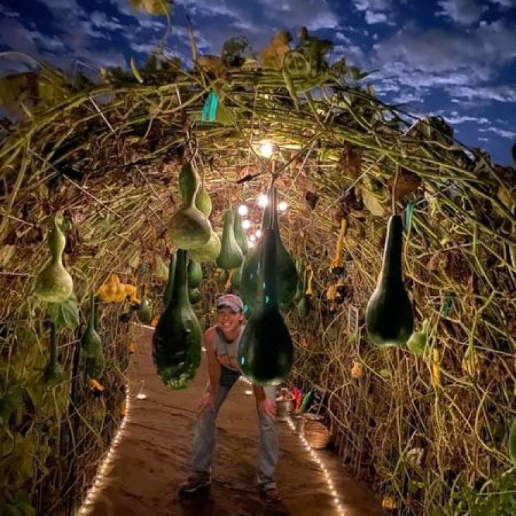 Gourds at night
