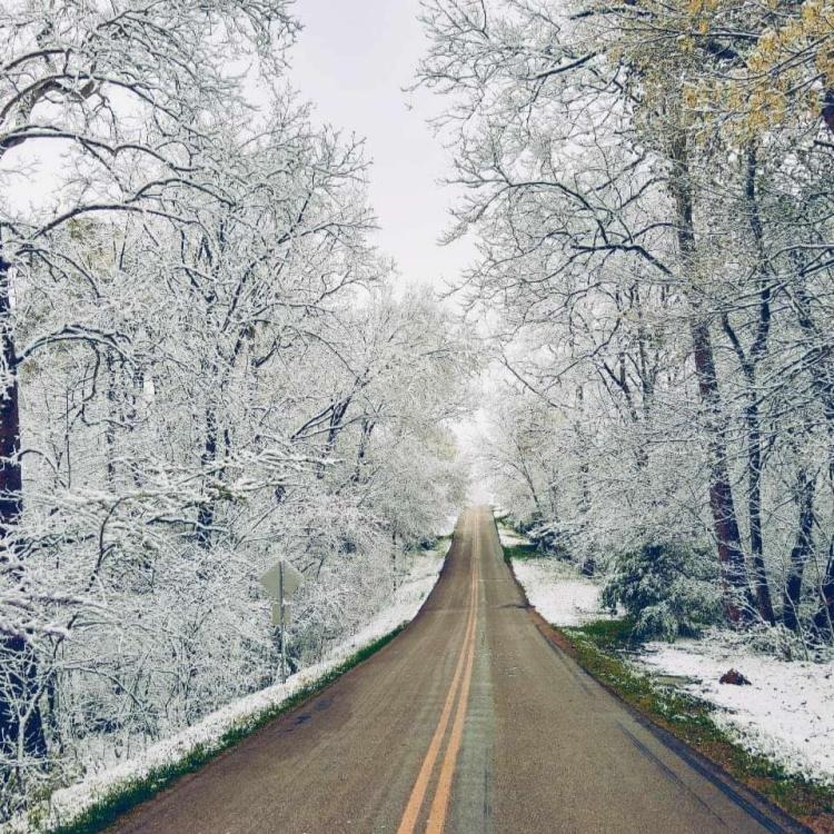 clear road through snow-covered trees