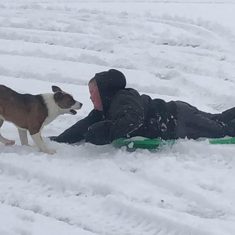 boy on sled with brown-and-white dog