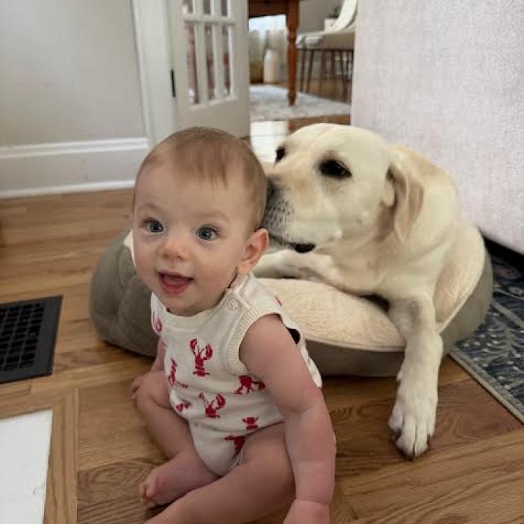 yellow lab with nose on baby's head