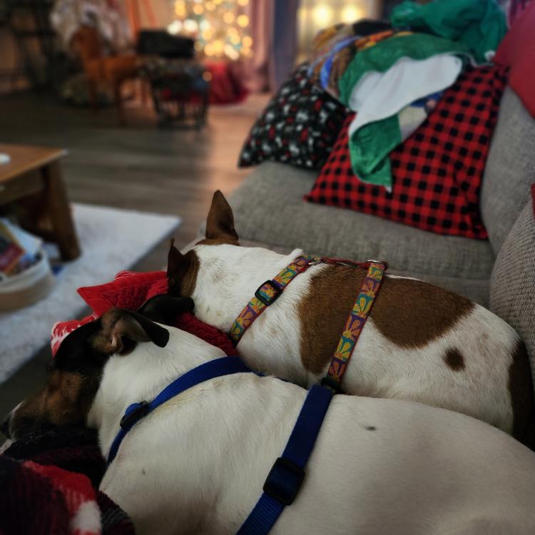 two dogs snuggled on couch