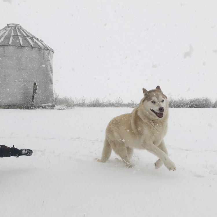 husky dog running in the snow