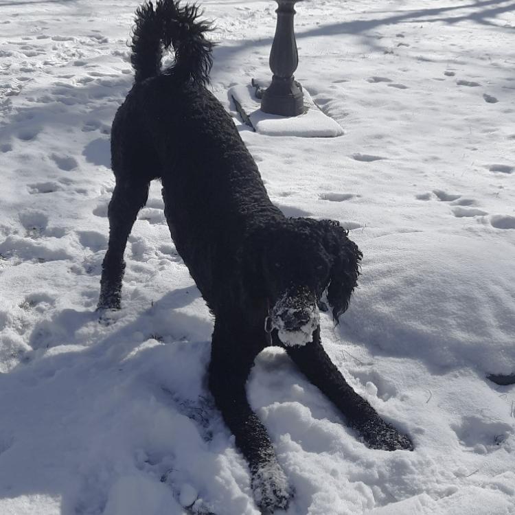 Black dog play bows in the snow