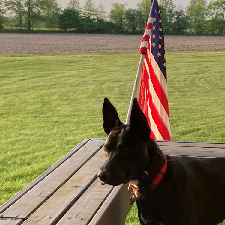 black dog in front of American flag