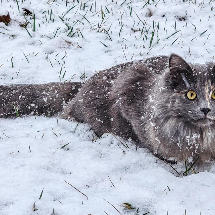 fluffy gray cat in the snow