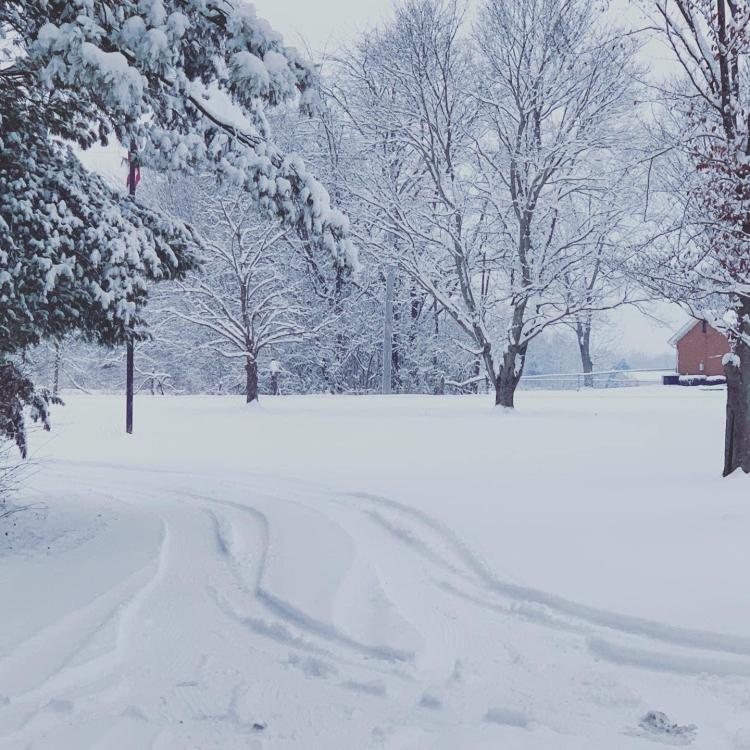 snowy scene with trees