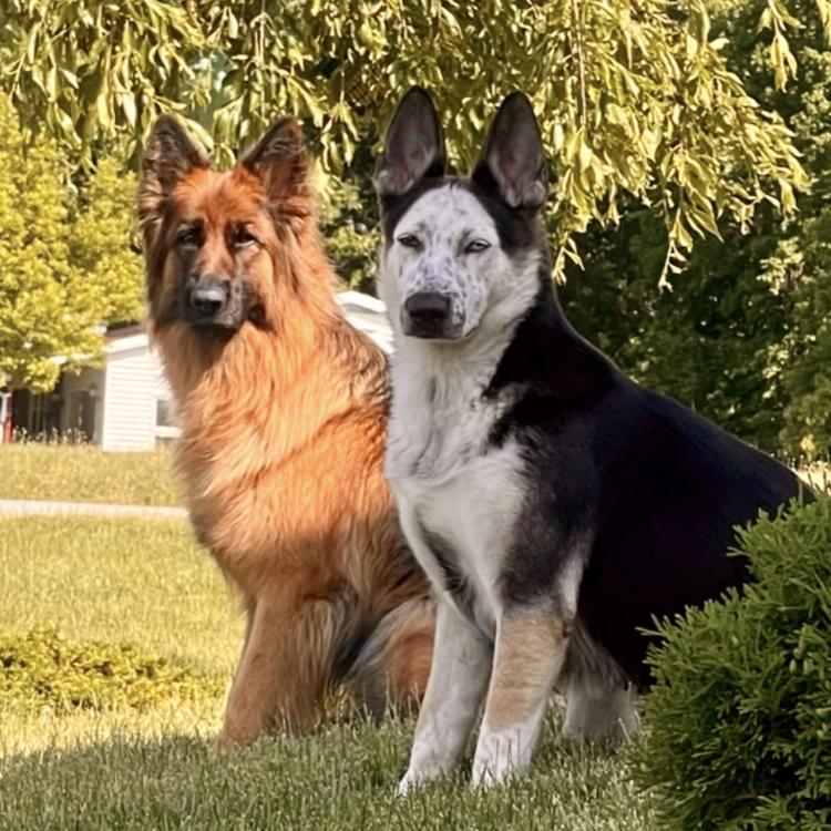 two big dogs sitting in sunlight