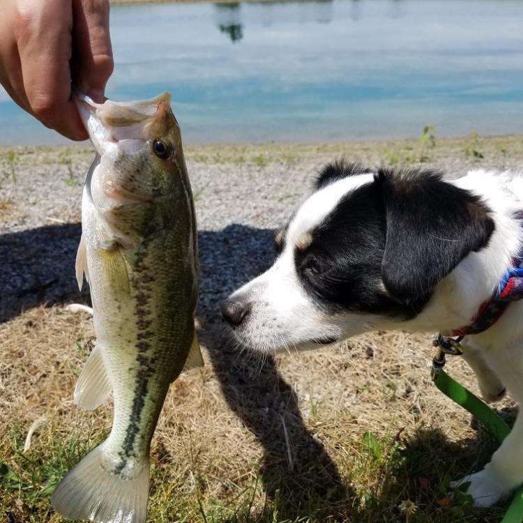 a dog smelling a fish