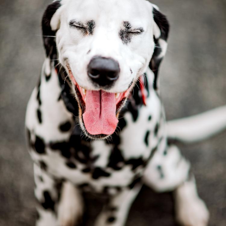 White dog with black spots, with eyes closed and mouth open in apparent smile