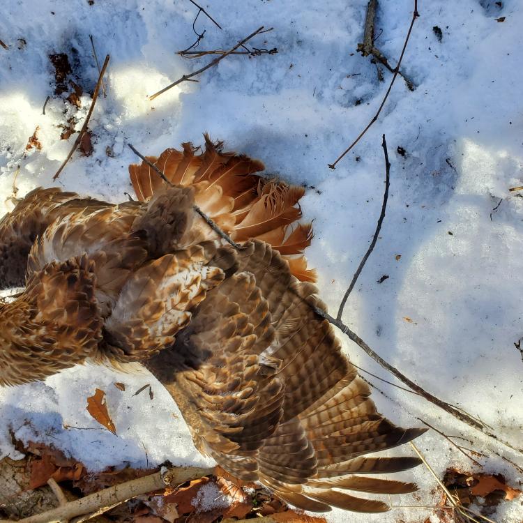 bird with wings spread on the snow