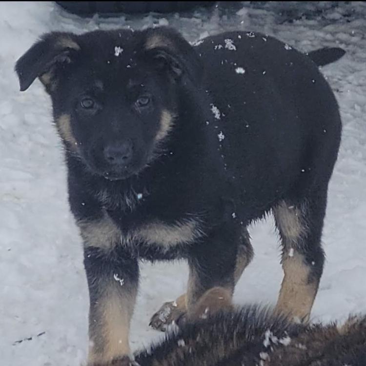 black and brown puppy in the snow