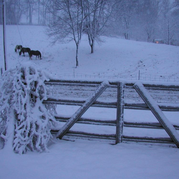 snowy field with three horses