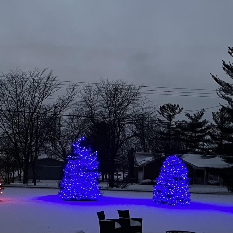 brightly lit pine trees in the snow