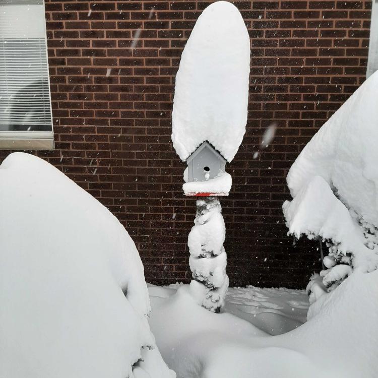 snow piled deeply on bushes and bird house