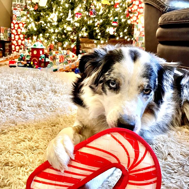 White dog with black ears and spots lying on carpet in front of Christmas tree, holding stuffed candy cane between front paws