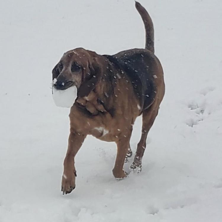 brown-and-black dog running with snowball in its mouth