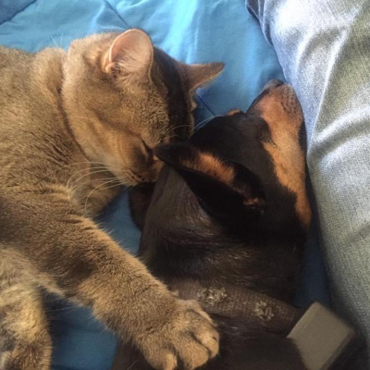 cat snuggled up with dog