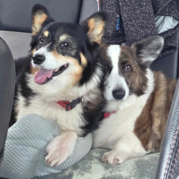 two dogs in car
