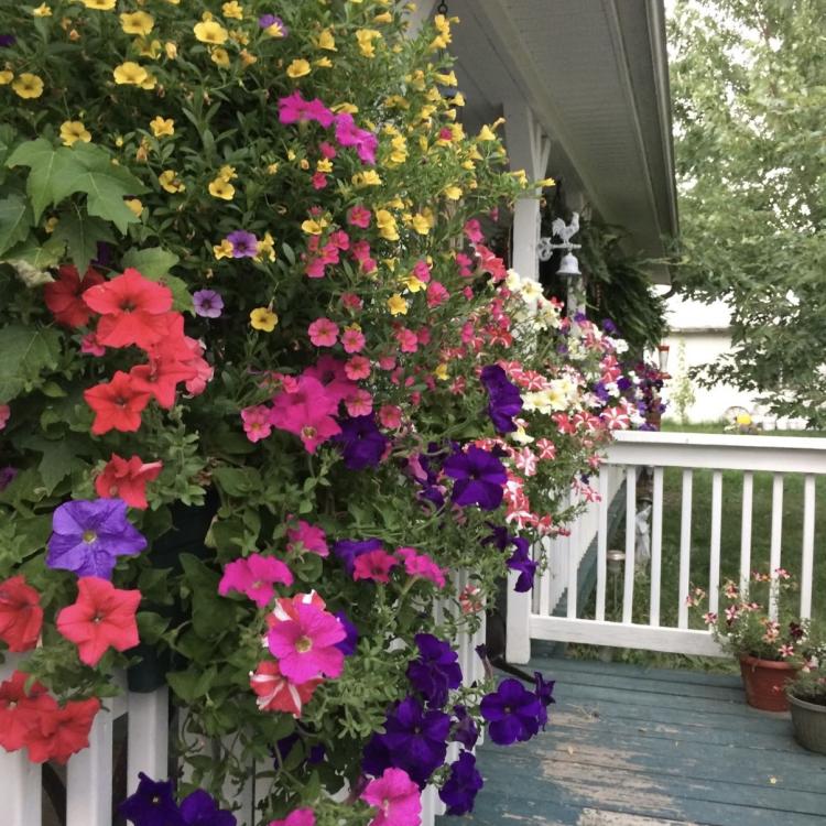 bright flowers along porch railing