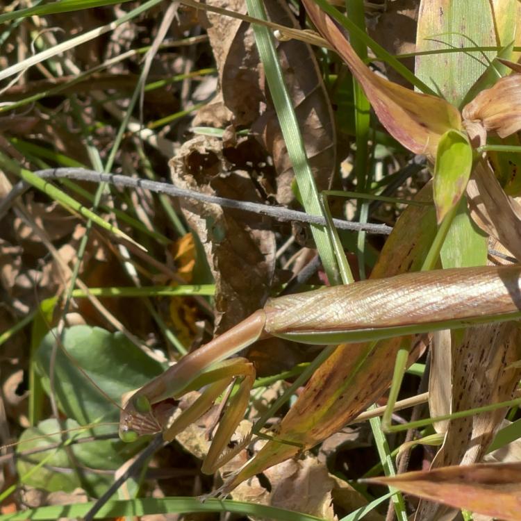 Praying mantis camouflaged among leaves and grass