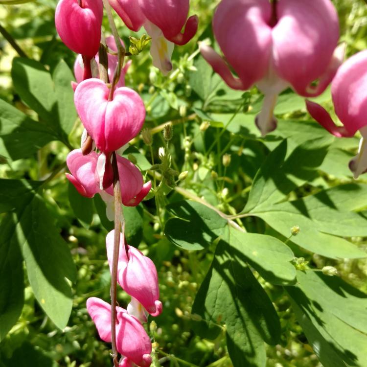 pink flowers in bloom