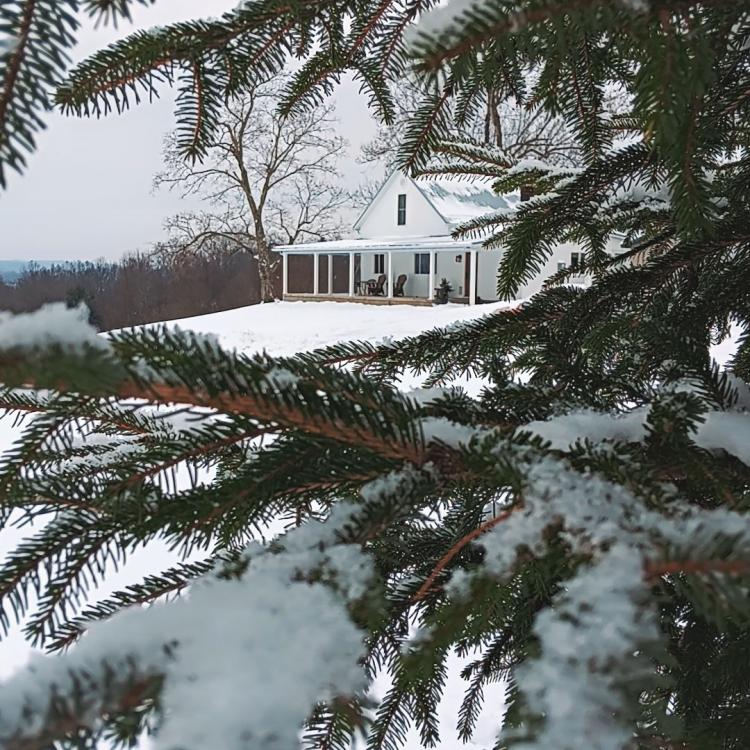 cat walking under snowy pine tree