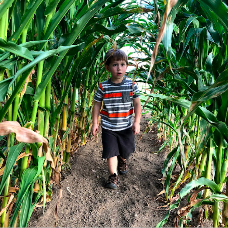 little boy walks between tall rows of cornstalks