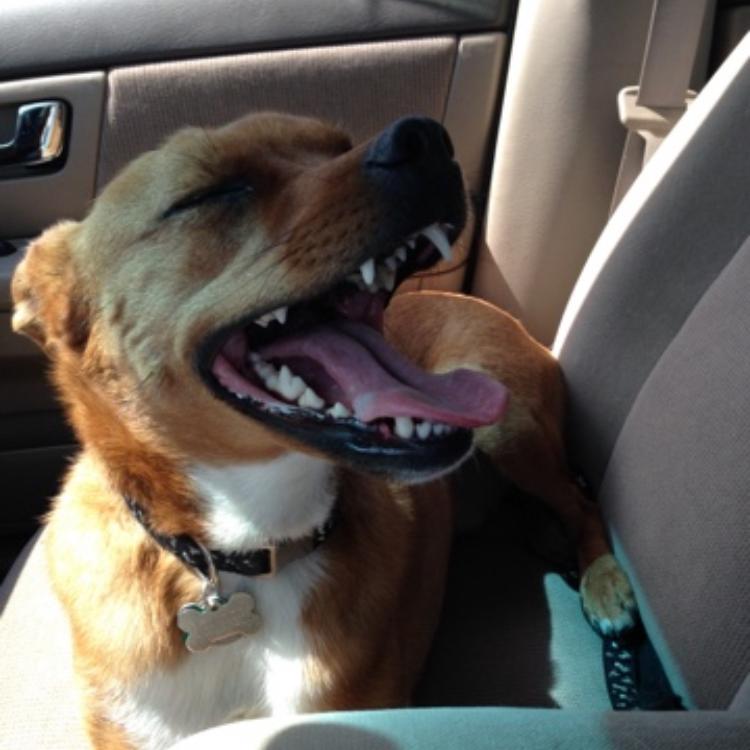 brown dog on car seat
