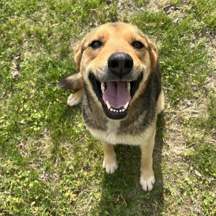 smiley brown and black dog sitting on grass
