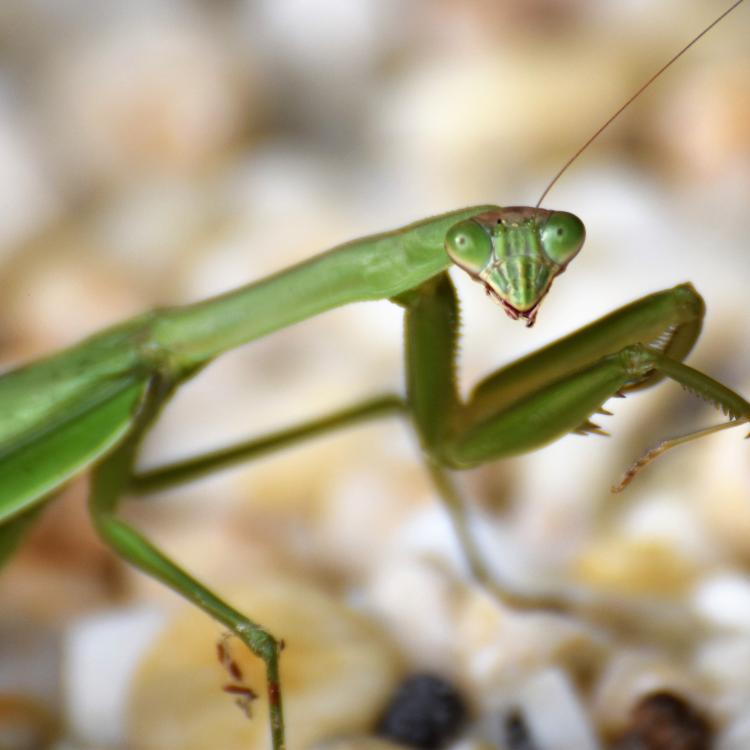 close photo of green praying mantis