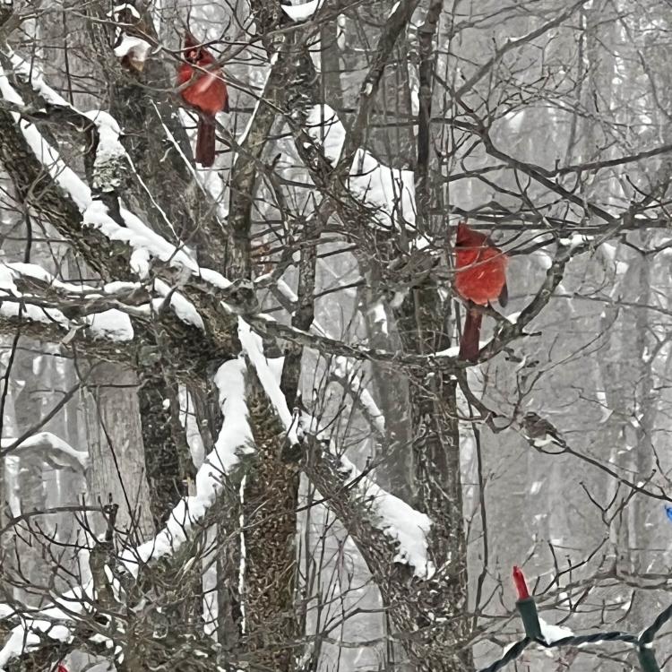 two red cardinals on tree branches