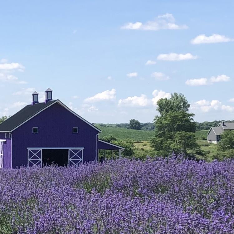 Purple barn with field of flowers in the foreground