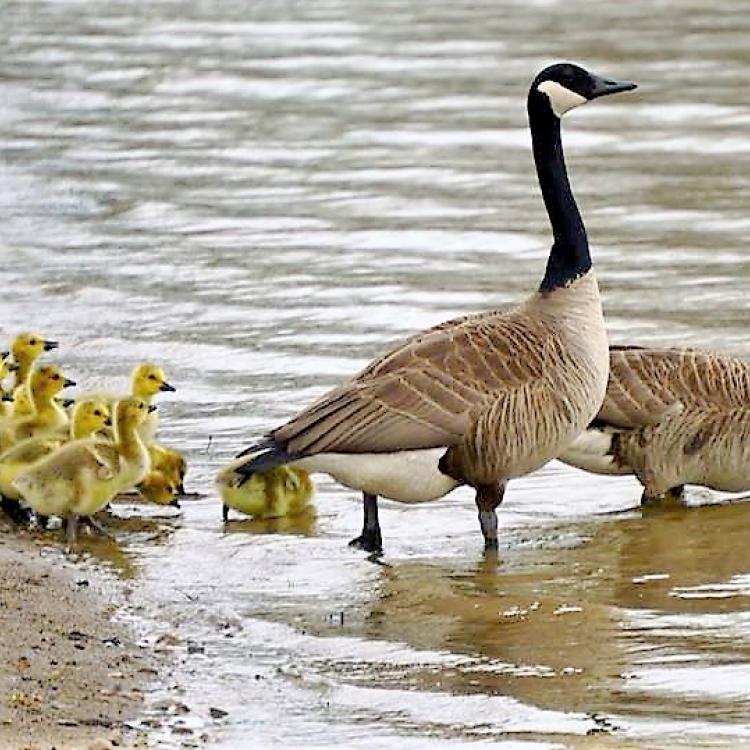 two geese lead babies into water