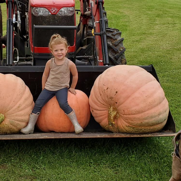 little girl in tractor scoop on giant pumpkins