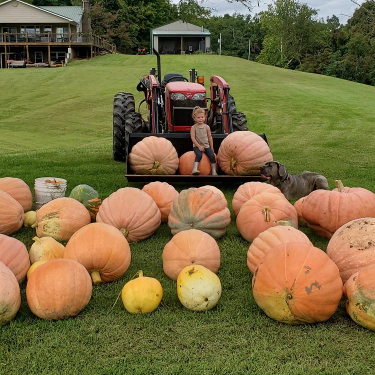 little girl on front of tractor, surrounded by big pumpkins