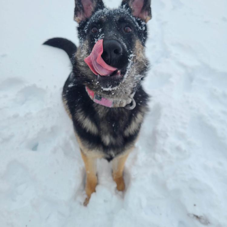 shepherd dog in the snow