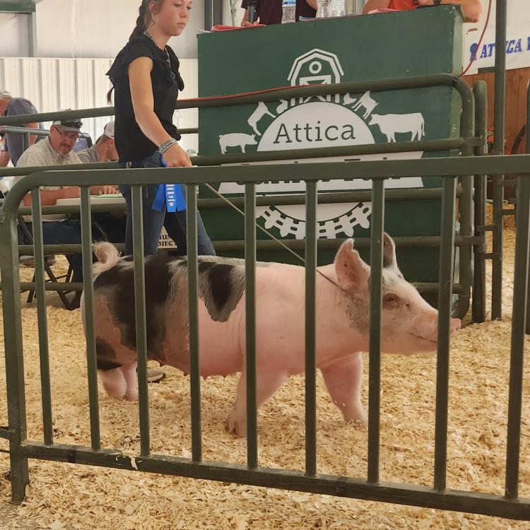 girl with pig