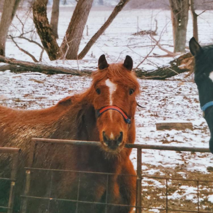 two horses standing at a fence, one with a rooster on its back